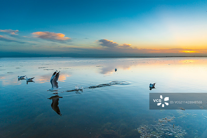 青海湖鸟岛的候鸟在镜子般的湖面上栖息图片素材