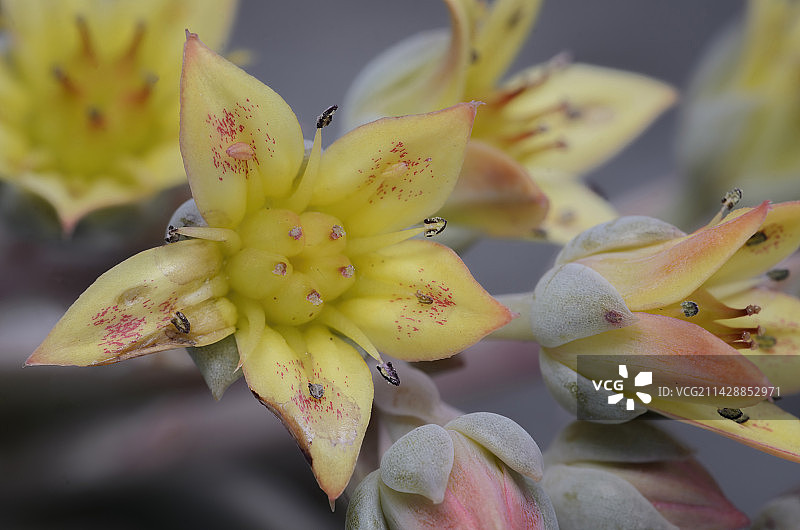 白牡丹/多肉植物图片素材