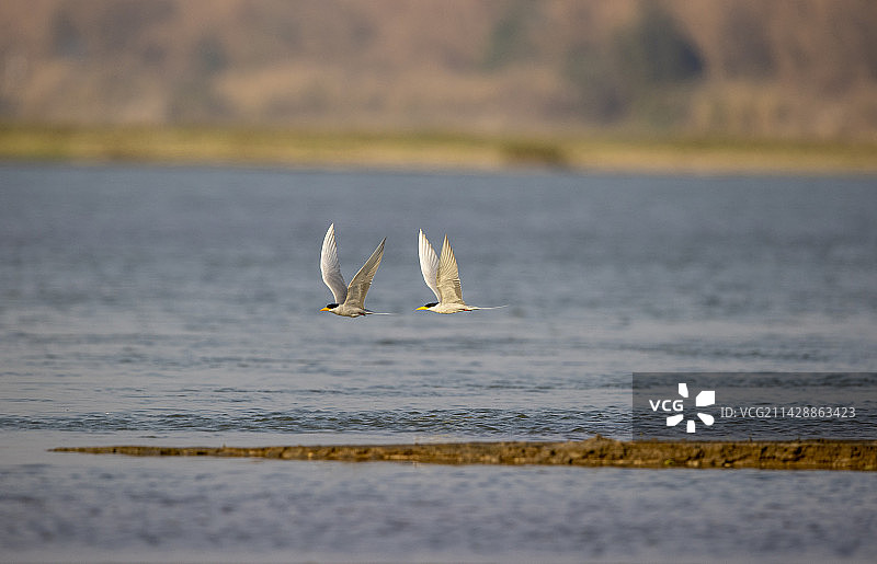 黄嘴河燕鸥图片素材