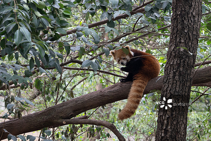 树干上的小熊猫特写镜头图片素材