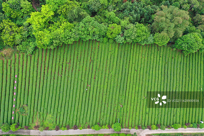 广西昭平：春天茶园风光美图片素材