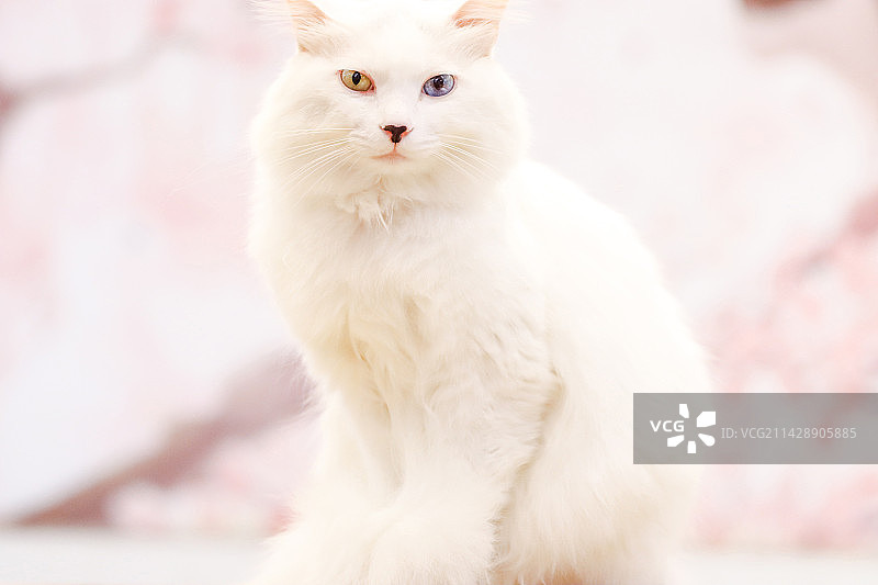 鸳鸯眼狮子猫“白浅”图片素材