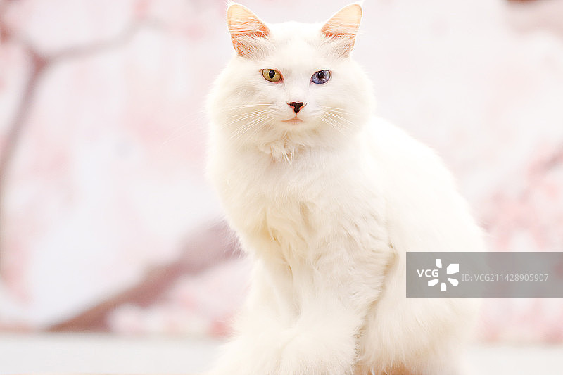 鸳鸯眼狮子猫“白浅”图片素材