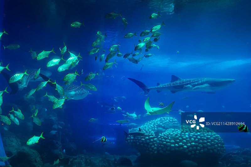 海底世界图片素材