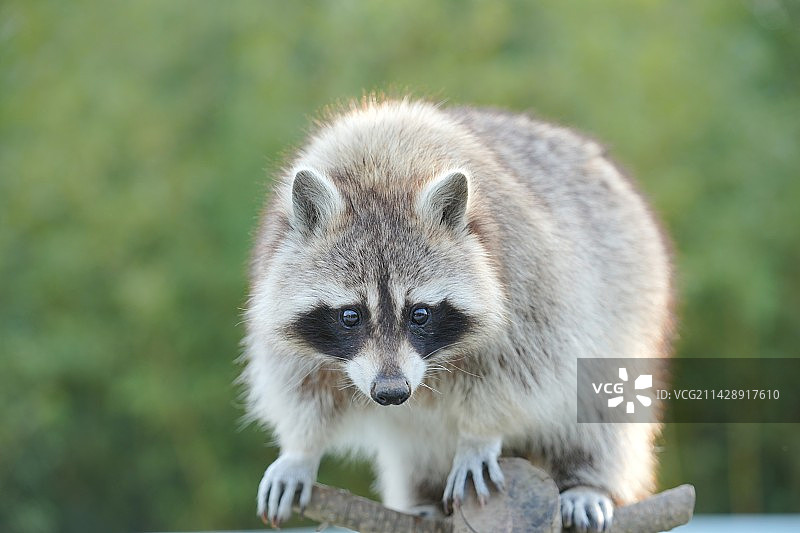 可爱的小机灵鬼图片素材
