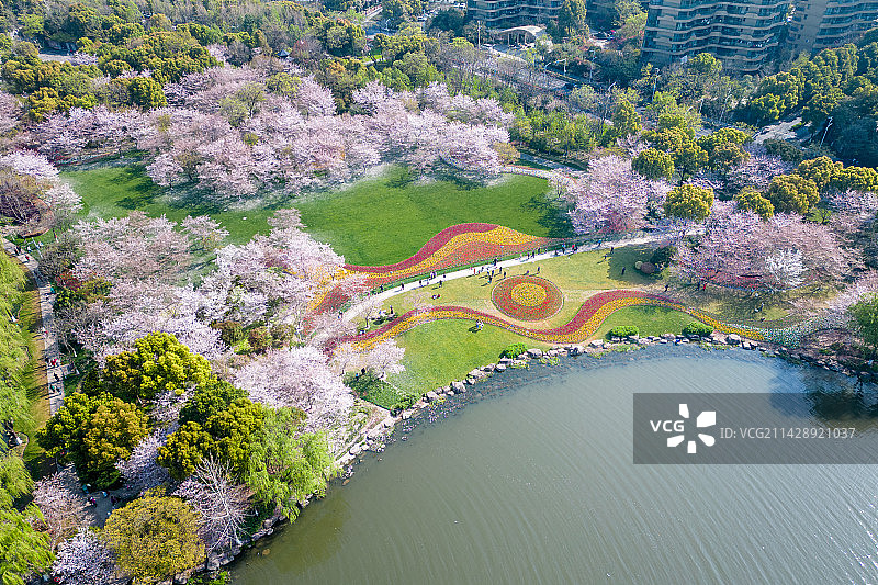 瓜渚湖樱花图片素材