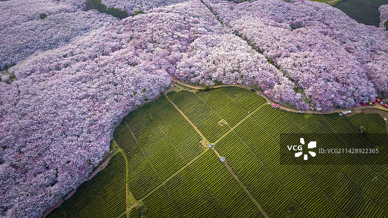 一半是茶园，一半是樱花图片素材