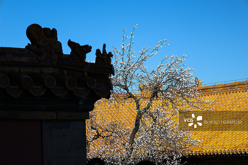 北京故宫坤宁宫西院春天风光图片素材