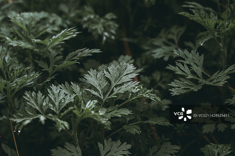 雨后的艾草图片素材