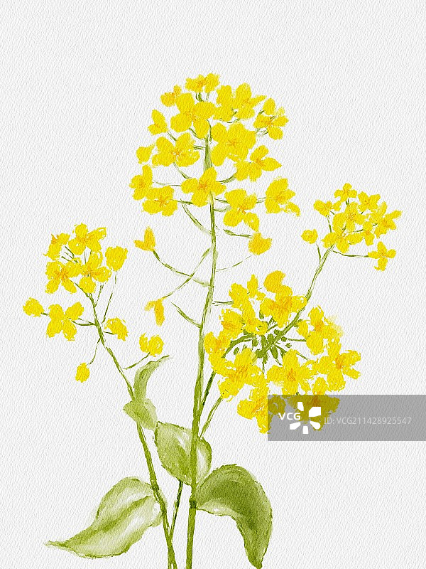 水彩油菜花图片素材