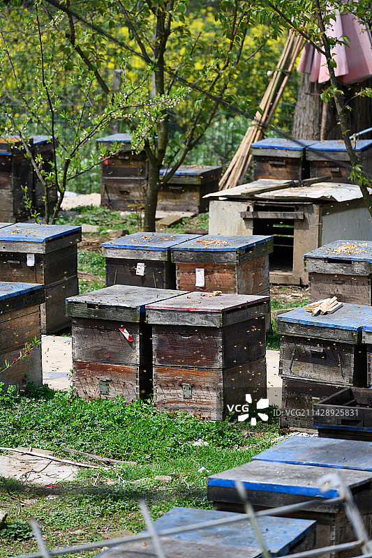 蜜蜂养殖蜂箱图片素材