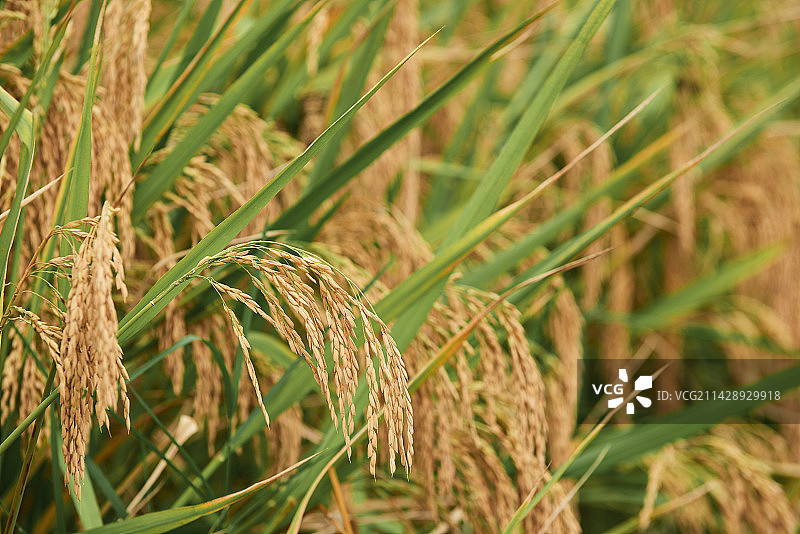 江西婺源稻田图片素材