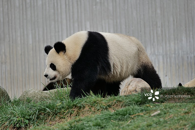 卧龙 熊猫图片素材
