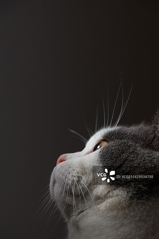 黑色背景下猫的特写镜头图片素材