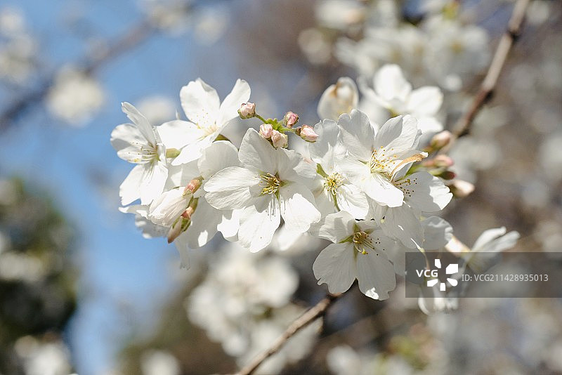 武汉大学春季白色樱花特写图片素材
