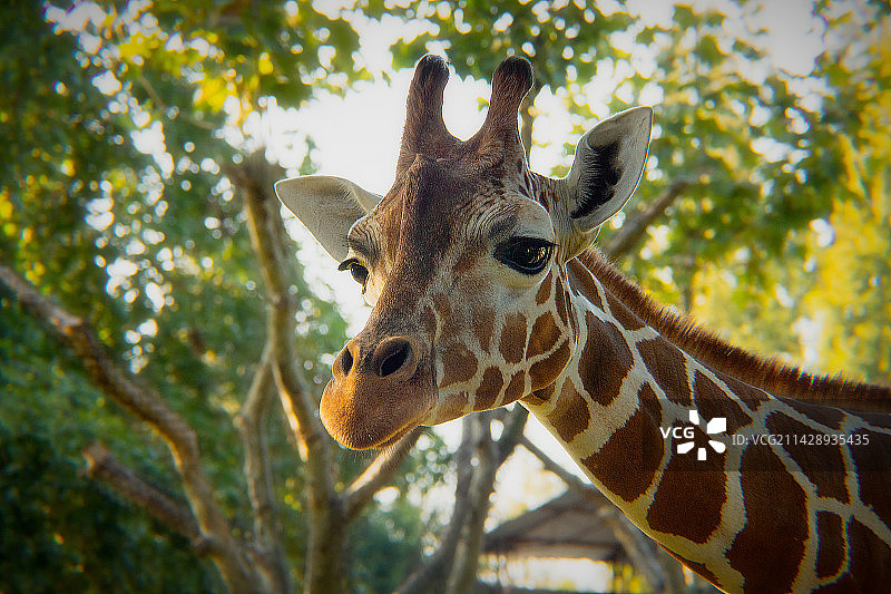 长颈鹿图片素材