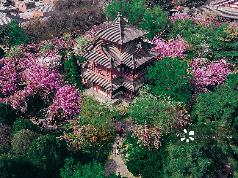 航拍西安青龙寺春天浪漫樱花图片素材