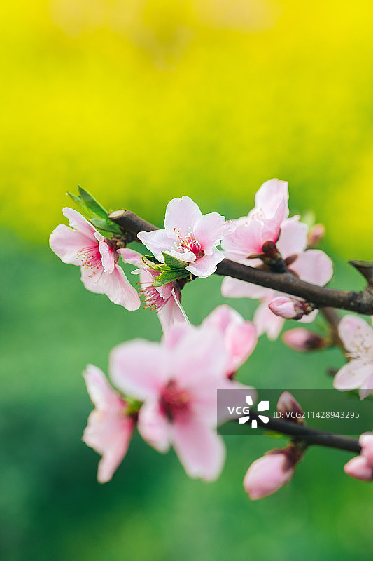 春季盛开的桃花公园图片素材