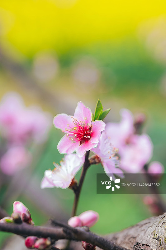 春季盛开的桃花公园图片素材