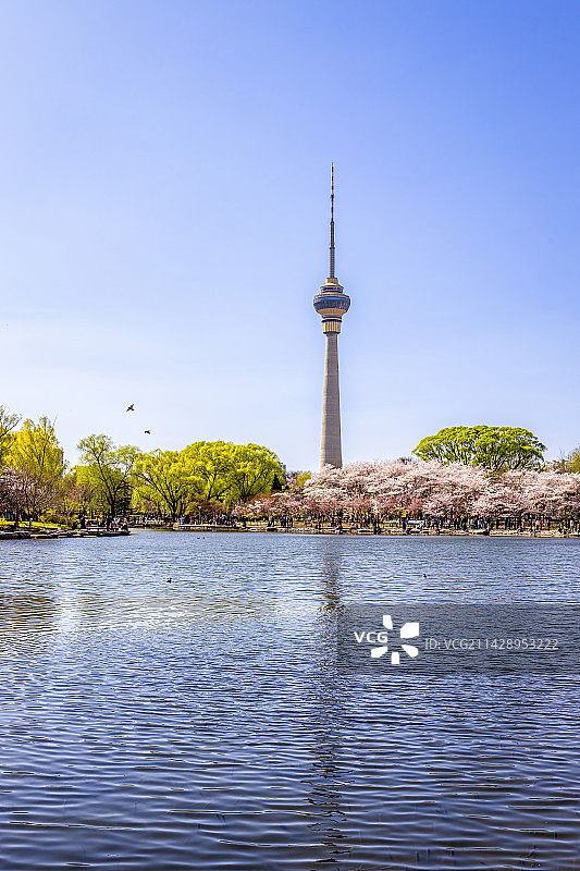 晴朗春日北京玉渊潭公园的樱花、湖泊与中央电视塔图片素材