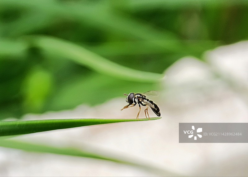 走平衡木～食蚜蝇图片素材