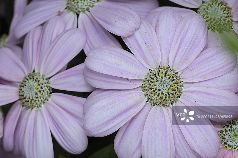 瓜叶菊/菊花图片素材
