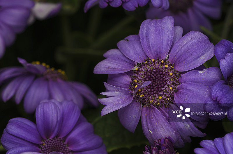 紫红色瓜叶菊/菊花图片素材