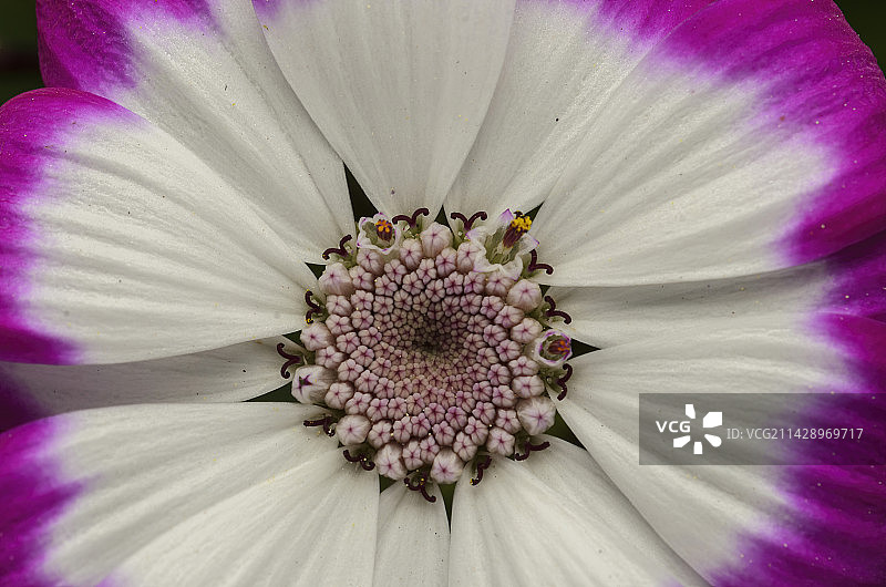 紫红色瓜叶菊/菊花图片素材
