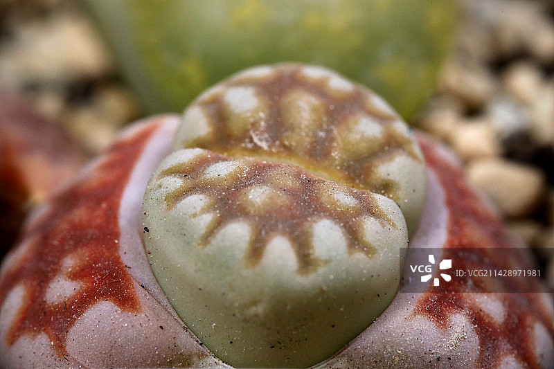 微距多肉植物摄影之生石花图片素材