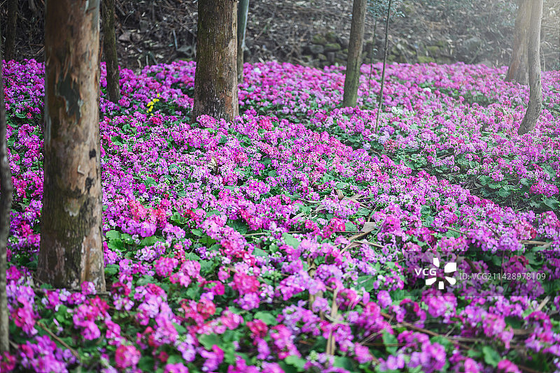 春天成都龙泉山的花海图片素材