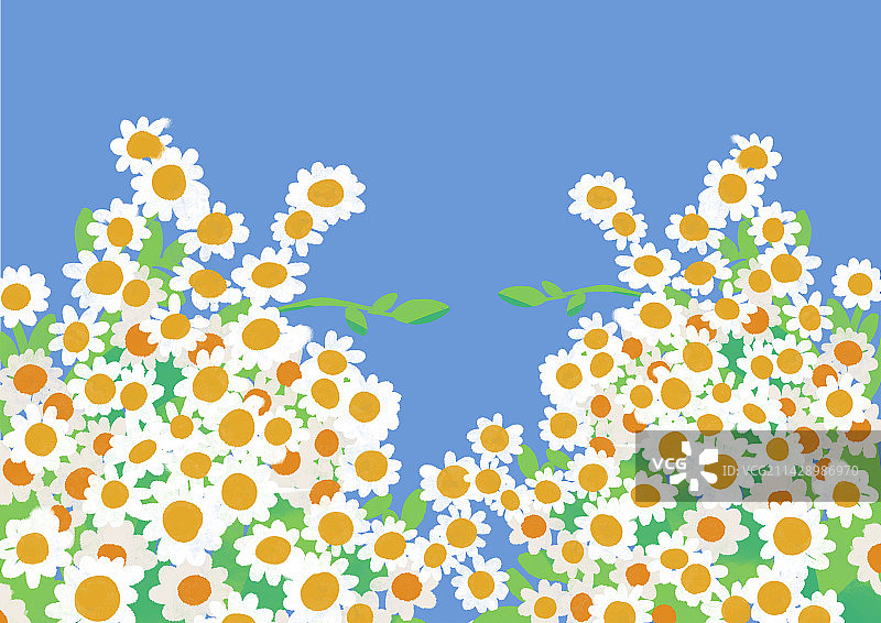 皱菊清新背景植物插画图片素材