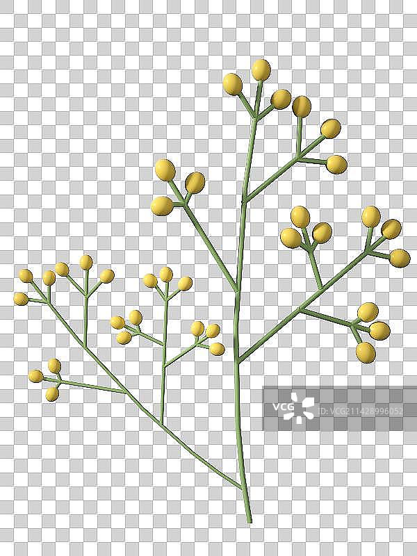 黄绿色果子野果植物-3D渲染图片素材