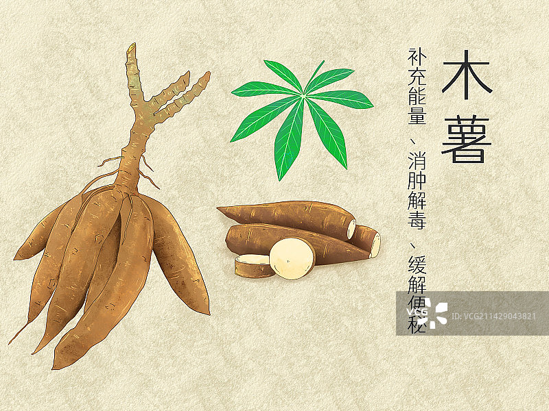 手绘水彩中药药材木薯插画图片素材