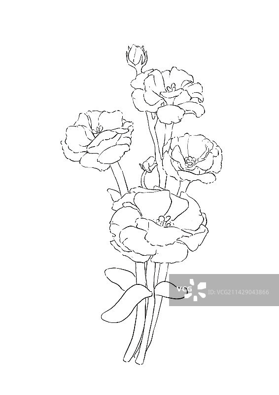 洋桔梗图片素材