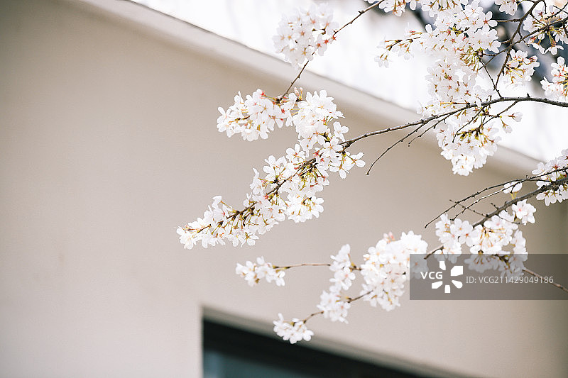 阳光很暖，樱花很美图片素材