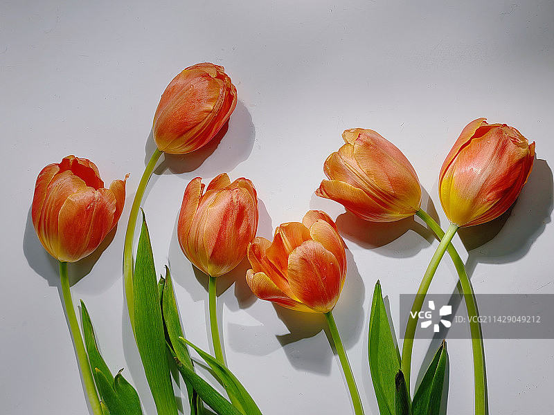 桌子上的郁金香花园图片素材