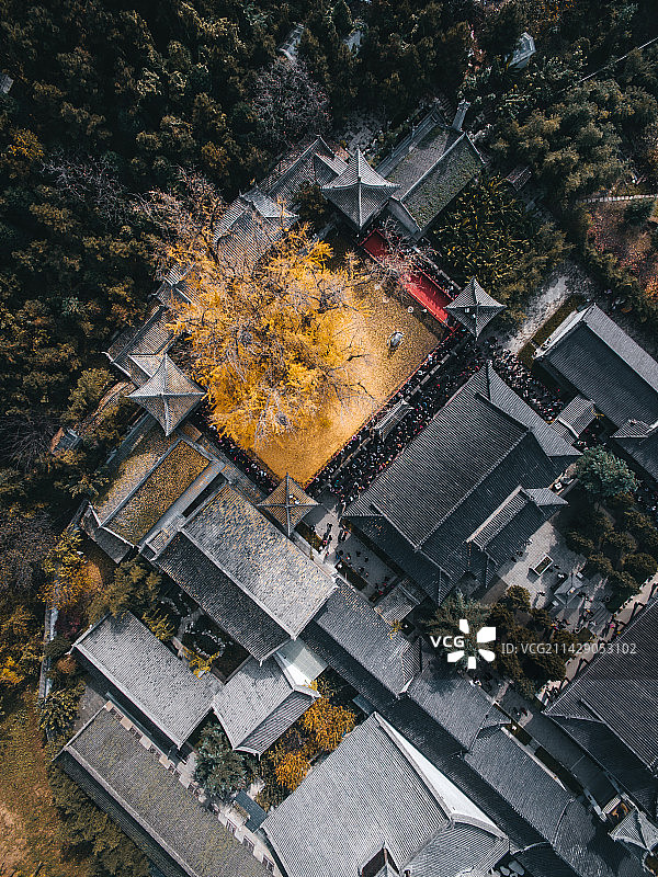 航拍西安秦岭终南山古观音禅寺千年银杏树图片素材