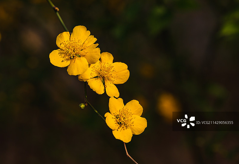 棣棠花图片素材
