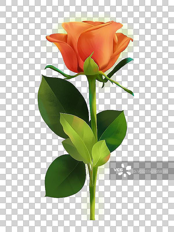 手绘玫瑰花图片素材