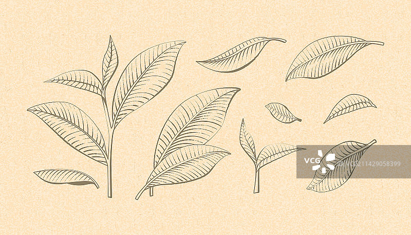 绿茶茶叶手绘蚀刻风线条素材组合图片素材