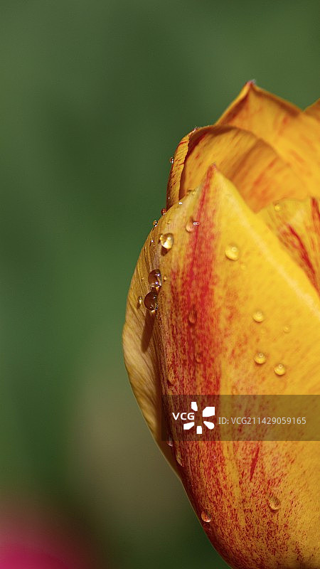 郁金香图片素材