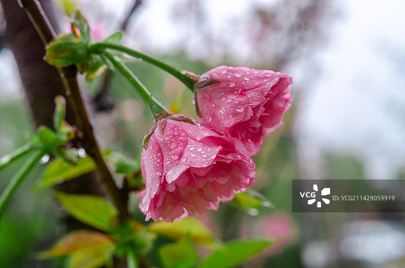 粉红晚樱花图片素材