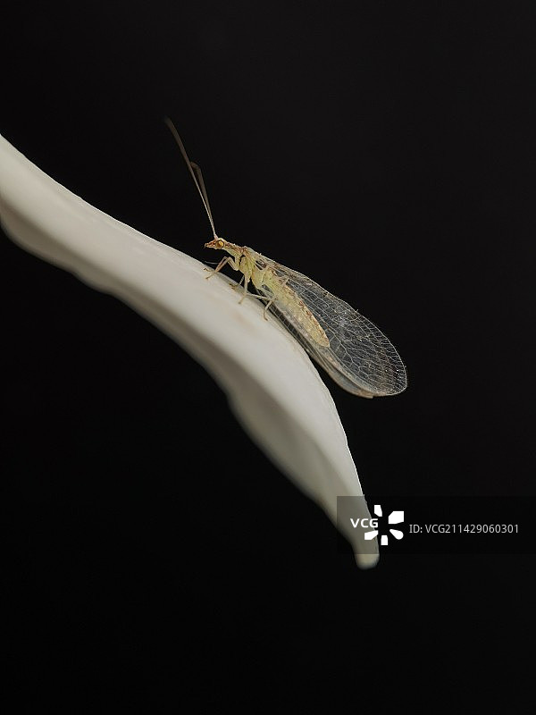 穿长裙的草蛉姑娘图片素材