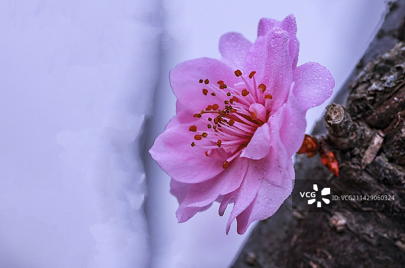 粉红色开花植物特写镜头图片素材