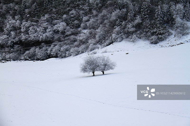 雪中依偎图片素材