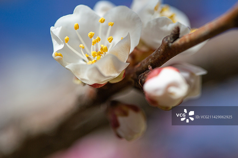 玉渊潭公园的春天图片素材