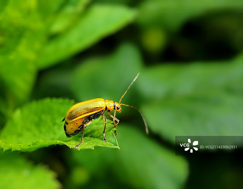 金花虫图片素材