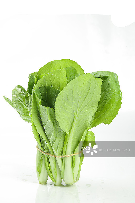 白底上的小白菜图片素材