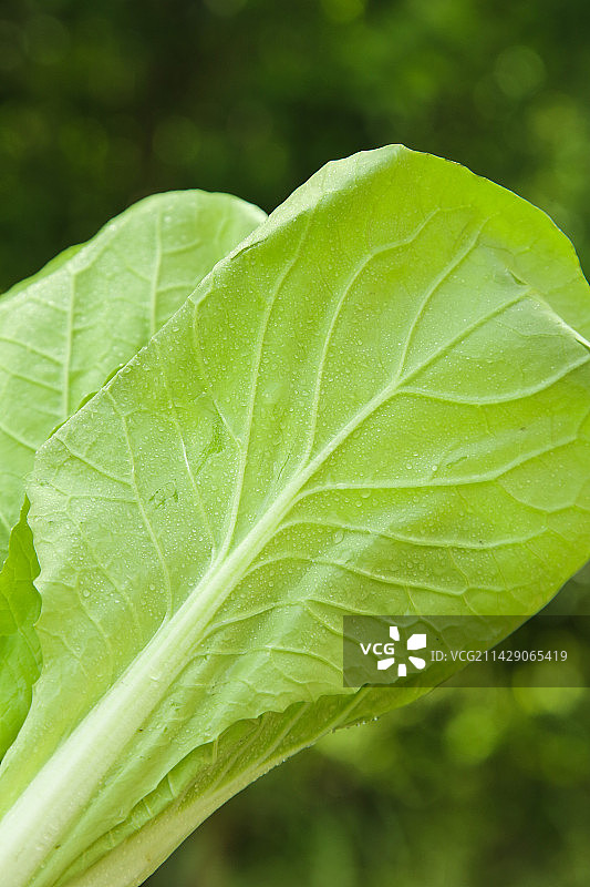 手里拿着奶白菜图片素材