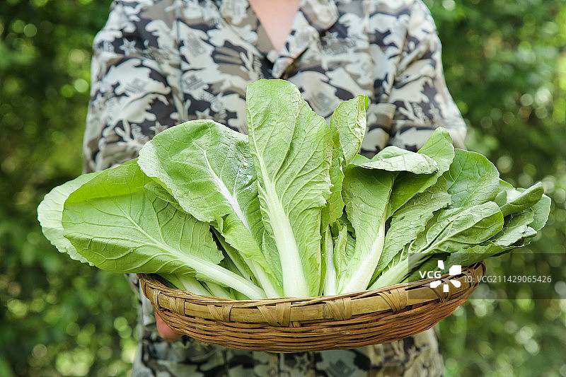 手里拿着奶白菜图片素材